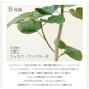 観葉植物 本物 フィカス ウンベラータ 直幹樹...の詳細画像1