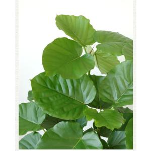 観葉植物 本物 フィカス ウンベラータ 直幹樹...の詳細画像3