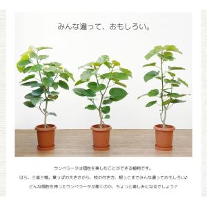 観葉植物 本物 フィカス ウンベラータ 直幹樹...の詳細画像4