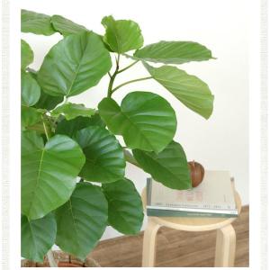 観葉植物 本物 フィカス ウンベラータ 直幹樹...の詳細画像5