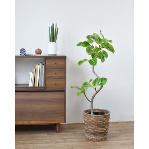 観葉植物 本物 フィカス アルテシーマ バリエ...の詳細画像1