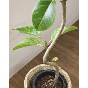 観葉植物 本物 フィカス アルテシーマ バリエ...の詳細画像3