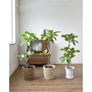 観葉植物 本物 フィカス アルテシーマ バリエ...の詳細画像4