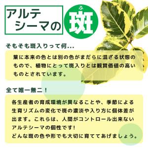 観葉植物 本物 フィカス アルテシーマ バリエ...の詳細画像5