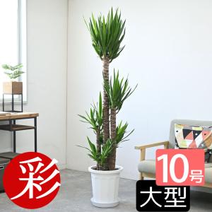 観葉植物 本物 ストレリチア オーガスタ 10号鉢 大型 室内用