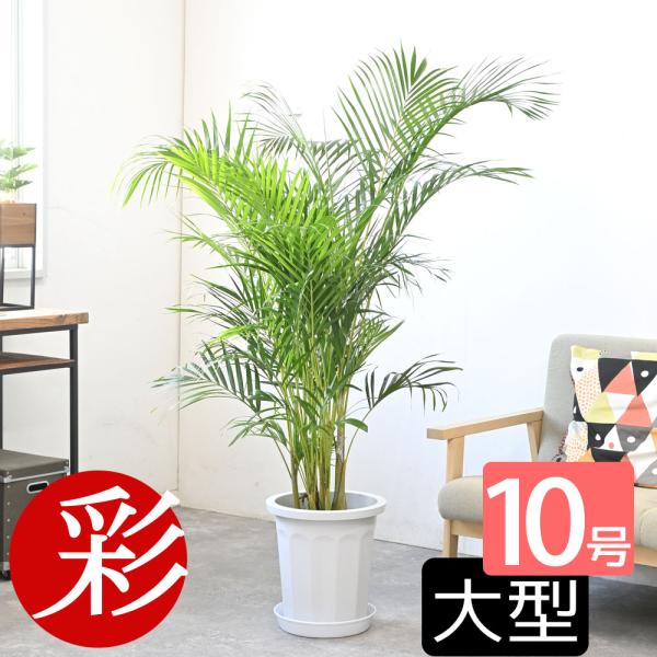 観葉植物 本物 アレカヤシ 10号鉢 大型 通販 人気 背が高い 目隠し 日陰に強い 玄関 ヤシの種...
