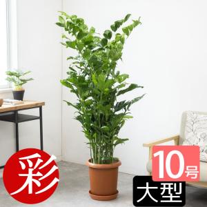 アレカヤシ 観葉植物 10号 大型 ヤシの木 やわらかいかご付き おしゃれ