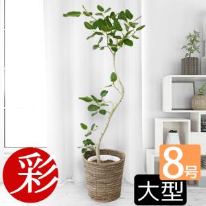 おしゃれ 観葉植物：フィカス ウンベラータ*鉢カバー 皿付き 麻布飾り