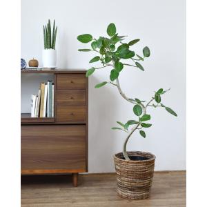 観葉植物 本物 ベンガルボダイジュ フィカス・...の詳細画像1