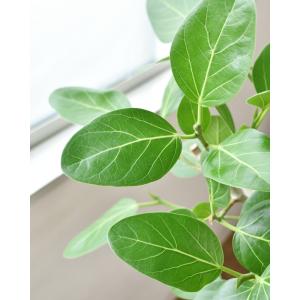観葉植物 本物 ベンガルボダイジュ フィカス・...の詳細画像2