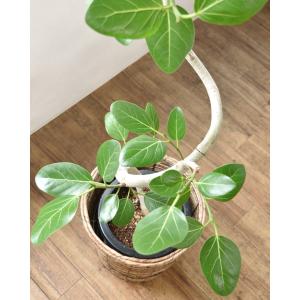 観葉植物 本物 ベンガルボダイジュ フィカス・...の詳細画像3