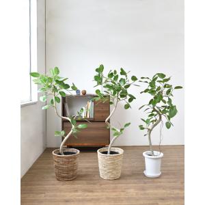 観葉植物 本物 ベンガルボダイジュ フィカス・...の詳細画像4