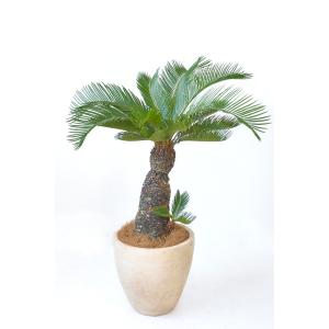 観葉植物 ソテツ 蘇鉄 8号鉢 屋外用 大型 室内用 インテリア おしゃれ Rg 観葉植物の専門店 彩植健美 通販 Yahoo ショッピング