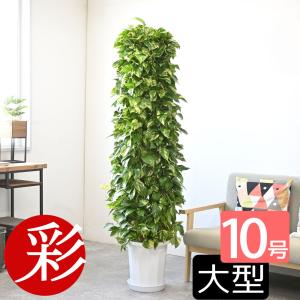 観葉植物 本物 アレカヤシ 10号鉢 大型 通販 人気 背が高い 目隠し