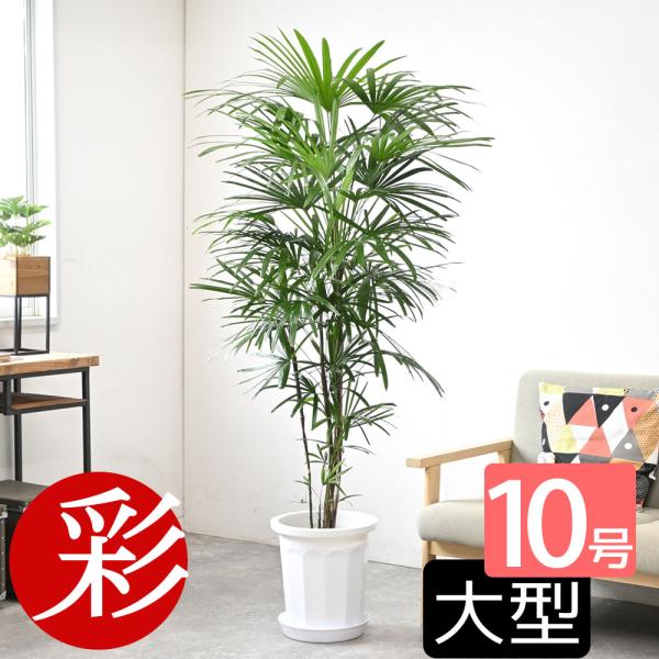 観葉植物 シュロチク 10号鉢 大型 棕櫚竹 背が高い 日陰に強い 玄関 母の日