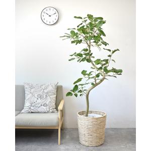 観葉植物 本物 フィカス・ベンガレンシス 10...の詳細画像1