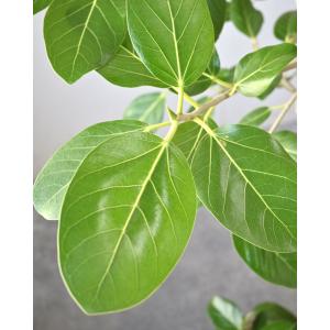 観葉植物 本物 フィカス・ベンガレンシス 10...の詳細画像2