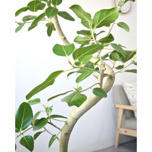 観葉植物 本物 フィカス・ベンガレンシス 10...の詳細画像3