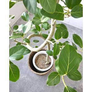 観葉植物 本物 フィカス・ベンガレンシス 10...の詳細画像4