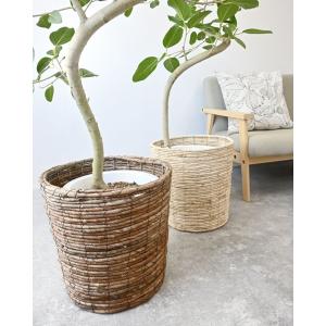 観葉植物 本物 フィカス・ベンガレンシス 10...の詳細画像5
