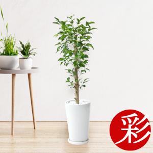 観葉植物 ガジュマル シャイニーホワイト ラウンドポット 室内 インテリア おしゃれ 多幸の木 St 観葉植物の専門店 彩植健美 通販 Yahoo ショッピング