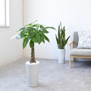 【残りわずか】観葉植物 本物 パキラ シャイニ...の詳細画像1