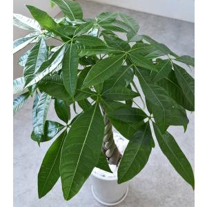 【残りわずか】観葉植物 本物 パキラ シャイニ...の詳細画像2