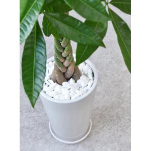 【残りわずか】観葉植物 本物 パキラ シャイニ...の詳細画像3