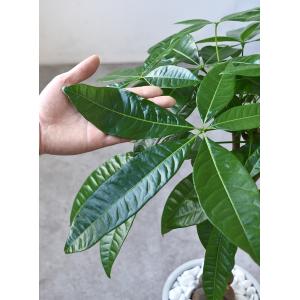 【残りわずか】観葉植物 本物 パキラ シャイニ...の詳細画像4