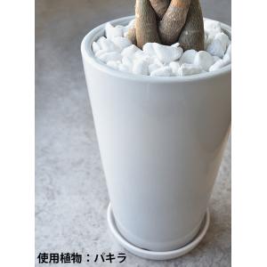 【残りわずか】観葉植物 本物 パキラ シャイニ...の詳細画像5
