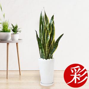 【残りわずか】観葉植物 本物 サンスベリア ローレンティ シャイニーホワイト ラウンドポット 陶器 簡単 育てやすい 空気清浄