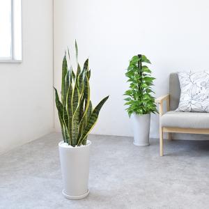 【残りわずか】観葉植物 本物 サンスベリア ロ...の詳細画像1