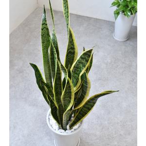 【残りわずか】観葉植物 本物 サンスベリア ロ...の詳細画像2