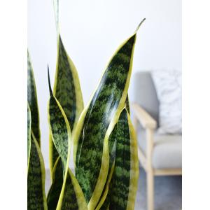 【残りわずか】観葉植物 本物 サンスベリア ロ...の詳細画像3