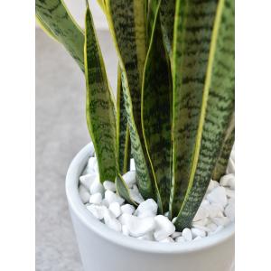 【残りわずか】観葉植物 本物 サンスベリア ロ...の詳細画像4