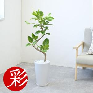 タイワンモミジ（ポリシャス） 10号 観葉植物 ポリシャス 台湾モミジ