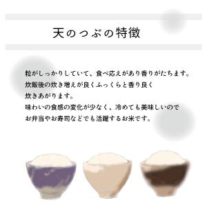 米 5kg 天のつぶ 白米 令和7年 福島県産...の詳細画像2