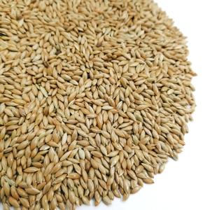 カナリヤシード 800gの詳細画像1