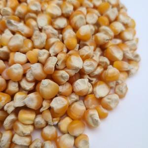 メーズ小粒 5kg とうもろこし小粒の詳細画像1
