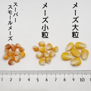 メーズ小粒 5kg とうもろこし小粒の詳細画像3
