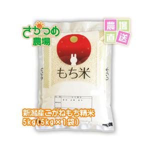 もち米　こがねもち　5kg　5kg袋　令和4年新潟産　精米