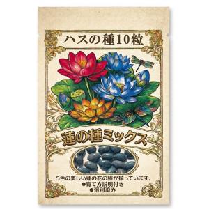 蓮の種 10粒 ハス 種子 栽培セット 水生植物 睡蓮鉢 発芽しやすい 初心者 簡単 自宅栽培 観賞用 育て方説明書付き