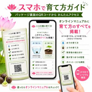 ハスの種 10粒 発芽加工済み 蓮の種 ミニハ...の詳細画像1