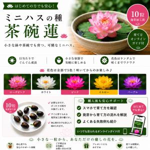 蓮の種 10粒 ハス 種子 栽培セット 水生植...の詳細画像1