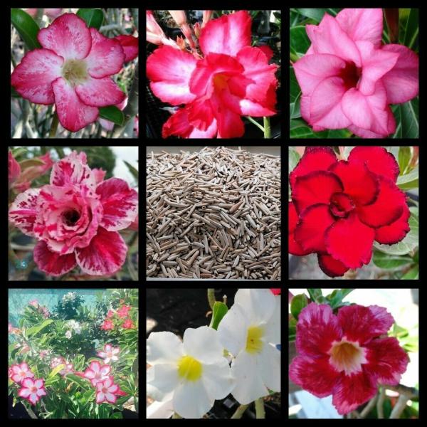 アデニウム・オベムス MIX種子１０粒 保障２粒 塊根植物 オリジナル発芽促進液付き [並行輸入品]