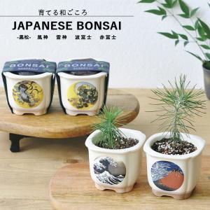 栽培セット 盆栽 栽培キット プレゼント 聖新陶芸 GD-640 JAPANESE BONSAI 黒松 4種類から柄が選べます｜sakai-fukui