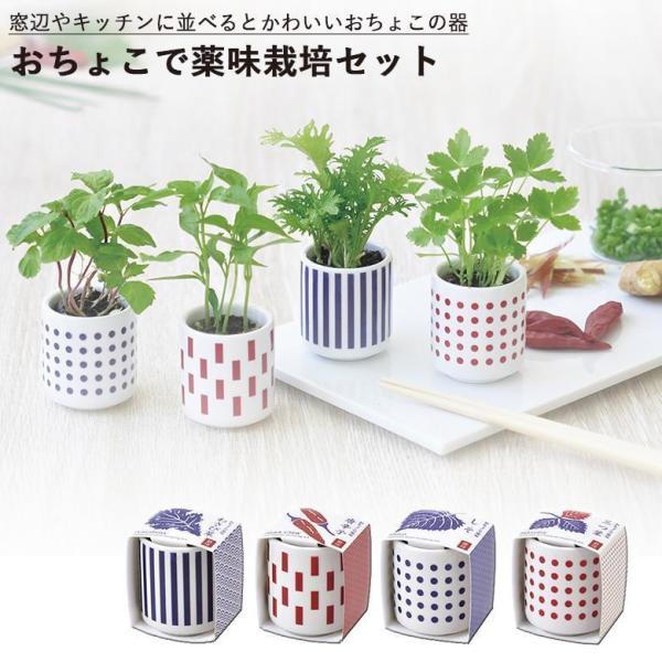 栽培セット 栽培キット 家庭菜園 GD-890 おちょこで薬味栽培セット 聖新陶芸 プレゼント おす...