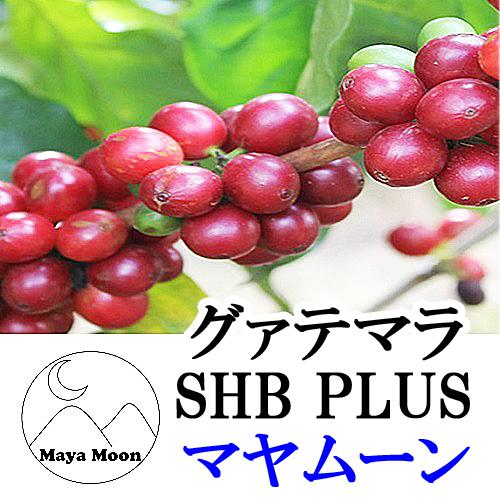 グァテマラSHB/PLUS・マヤムーン 1kg 100杯分 スペシャルティコーヒー コーヒー豆 メー...