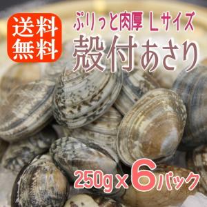 ボイル殻付あさり 砂抜き済み 250gx6パック 濃厚で美味しい 温めるだけ 貝 アサリ あさり 送料無料｜sakanaya-ebisu