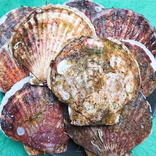 岩手県産 特大 活ほたて貝 10枚